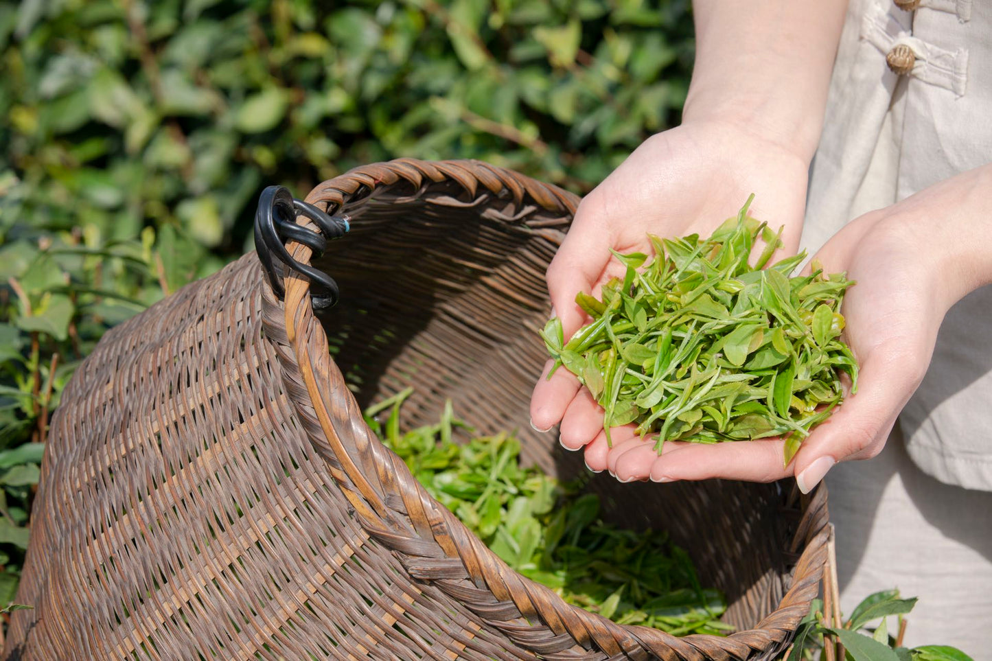 Jasmine Dew Green Tea (茉莉花茶)